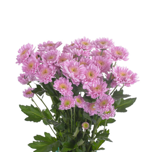 оптимист розовая куст. (5 шт)