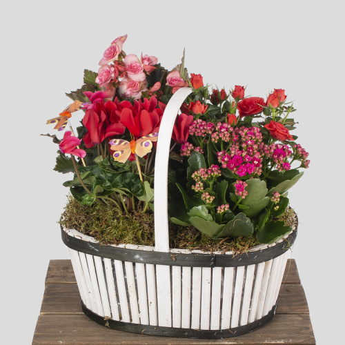 Композиция из растений 06