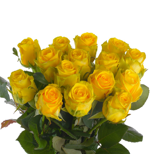 Пенни Лэйн (15 шт) рм