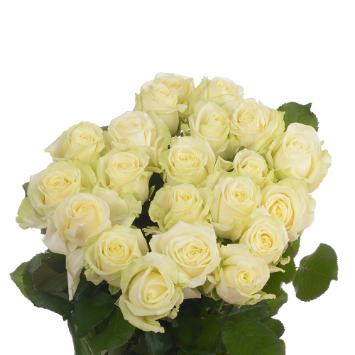 Авеланче (20 шт) рм