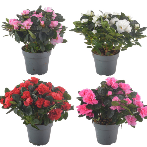 Азалия хельмут фогель 25/12 см