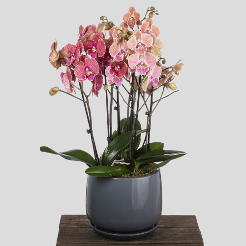 Композиция из растений 01