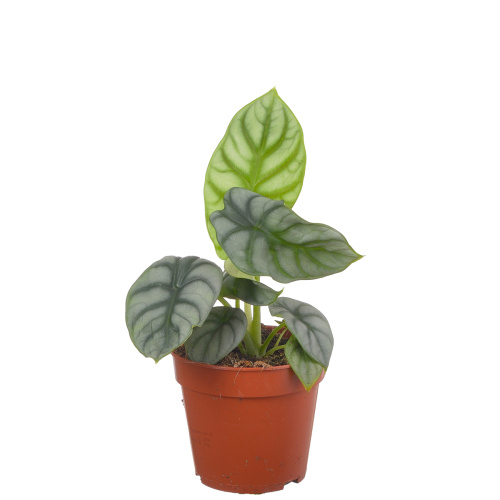 Алоказия сильвер драгон 25/12 см