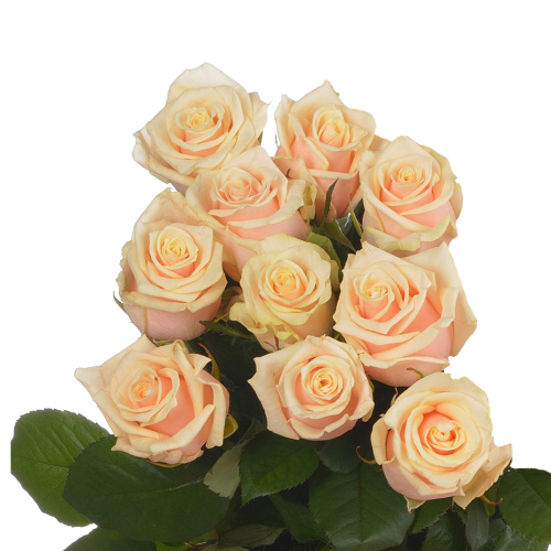 Талея (10 шт) пс