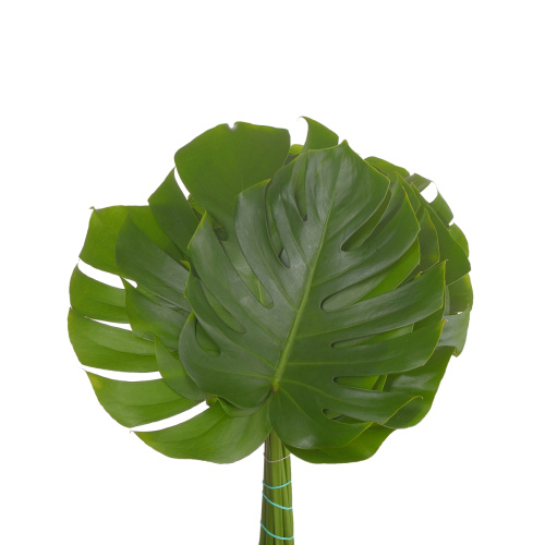 монстера (10 шт)