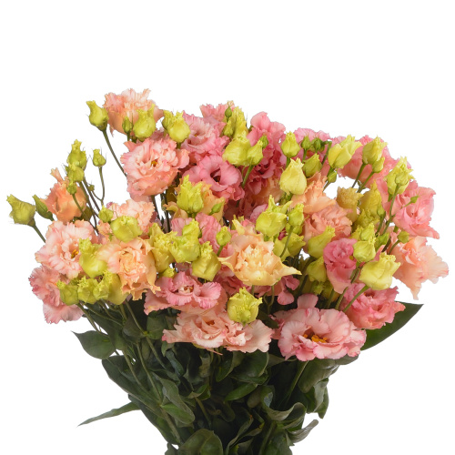 Эустома алисса пич (10 шт)