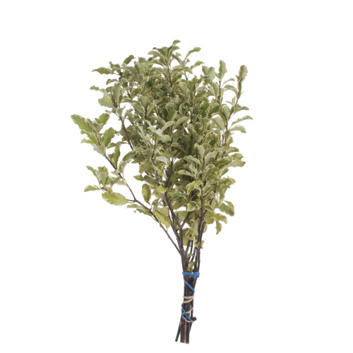 Питтоспорум Нигра (банч)