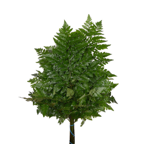 Папоротник (банч)