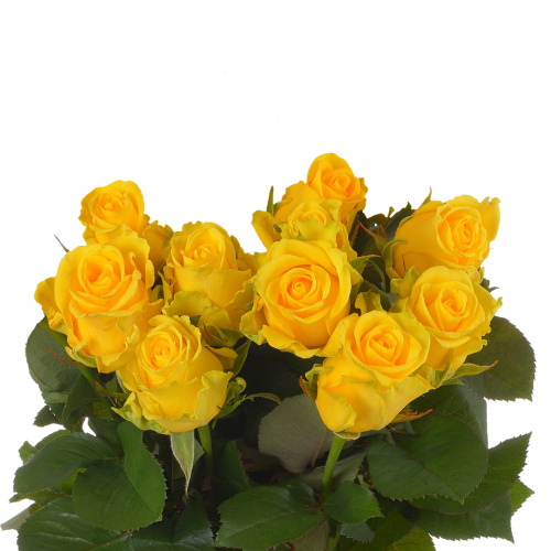 Пенни лейн 60 см (10 шт) пс