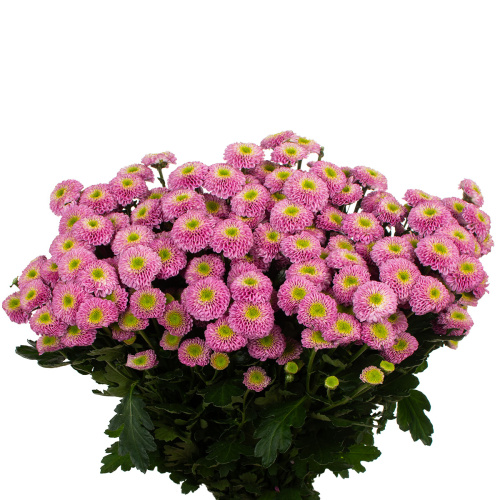 Сантини викед (25 шт)
