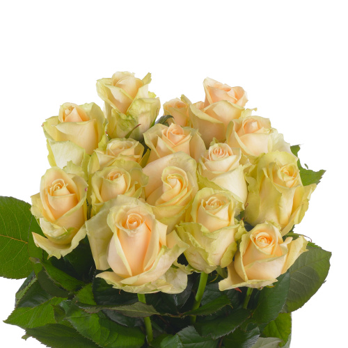 Авеланче пич (15 шт) рм