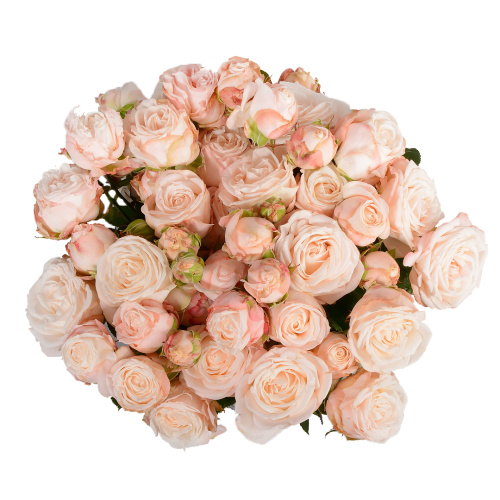 Бомбастик (10 шт) пс