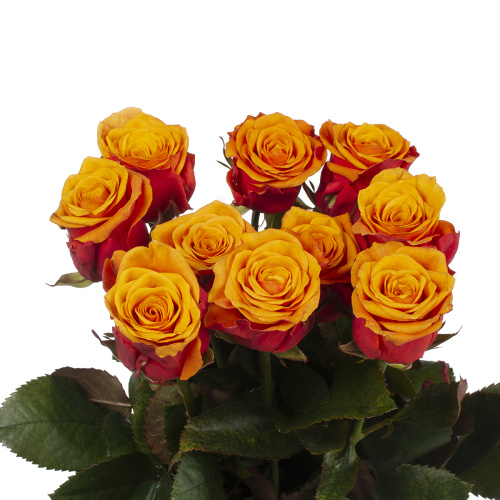 Эспания (10 шт) пс