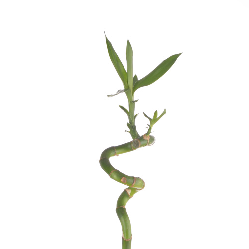 бамбук спираль (1 шт)