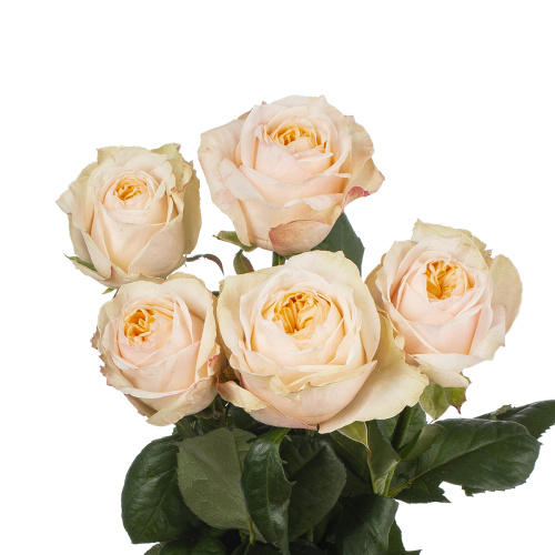 Викториан пич (5 шт) пс