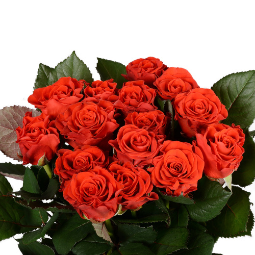 Эль торро 50 см (15 шт)